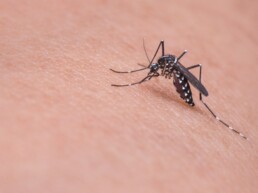 zanzara west nile virus WNV dengue